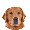 Golden Retriever Wallpapers