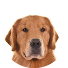 Golden Retriever Wallpapers آئیکن