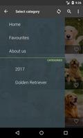 Golden Retriever Wallpapers اسکرین شاٹ 3