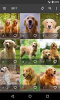 پوستر Golden Retriever Wallpapers