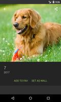 برنامه‌نما Golden Retriever Wallpapers عکس از صفحه