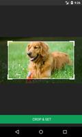 برنامه‌نما Golden Retriever Wallpapers عکس از صفحه