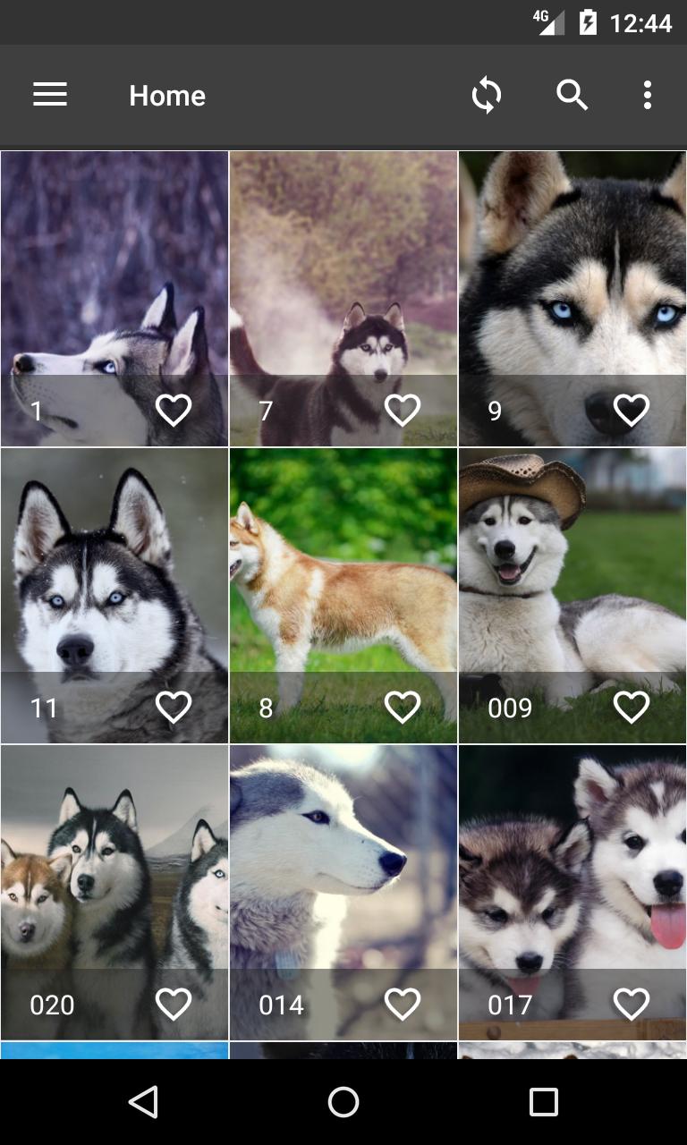 Android 用の シベリアンハスキーの壁紙 Apk をダウンロード
