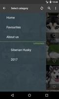 Siberian Husky Wallpapers capture d'écran 1