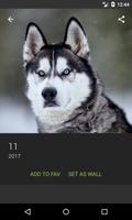 Siberian Husky Wallpapers syot layar 2