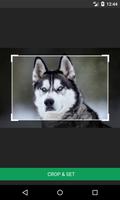 Siberian Husky Wallpapers capture d'écran 3