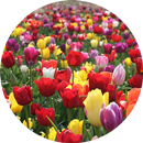 Tulips Wallpaper APK