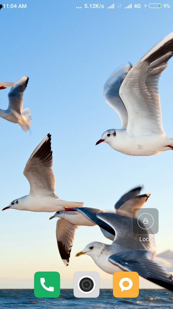 HD Bird Wallpaper for Android APK Download HD Bird Wallpaper for Android APK Download