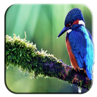 Bird Wallpaper آئیکن