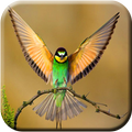 HD Bird Wallpaper