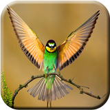 HD Bird Wallpaper icon
