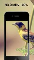 برنامه‌نما Bird Wallpapers عکس از صفحه