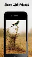 برنامه‌نما Bird Wallpapers عکس از صفحه