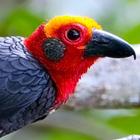 Sabah Birds biểu tượng