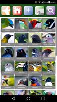 Sabah Birds captura de pantalla 1