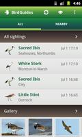 BirdGuides Cartaz