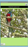 Costa Rica Birds Lite v9 스크린샷 1