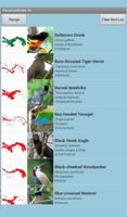 Panama Birds Lite Field Guide Affiche