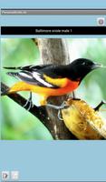 Panama Birds Lite Field Guide capture d'écran 1