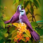 Beautiful Birds Wallpapers Zeichen