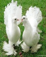 Beautiful Birds Wallpapers Plakat