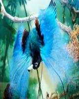 Beautiful Birds Wallpapers Screenshot 1