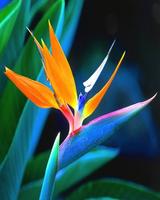 Beautiful Birds Wallpapers Screenshot 2