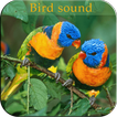 Bird Sound