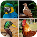 Bird Sounds : RingTones APK