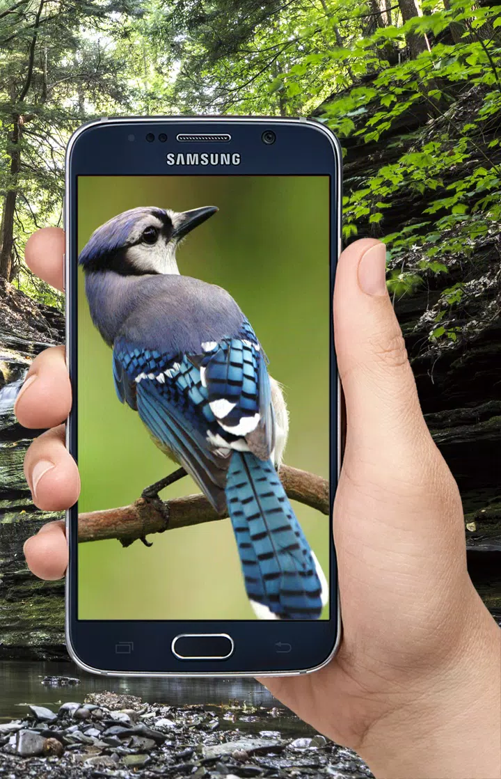 أروع أصوات الطيور APK for Android Download