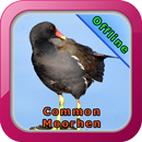 Common Moorhen APK