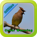 Cedar Waxwing APK