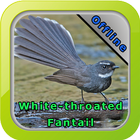 Chirping White Throated Fantail ikona
