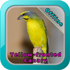 Chirping Yellow Canary ไอคอน