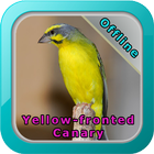 Chirping Yellow Canary simgesi