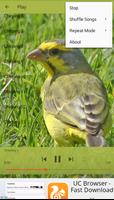 Chirping Yellow Canary Ekran Görüntüsü 3