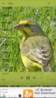 Chirping Yellow Canary ảnh chụp màn hình 1