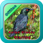 Chirping Asian Glossy Starling biểu tượng