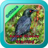 Chirping Asian Glossy Starling icône