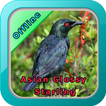 Chirping Asian Glossy Starling
