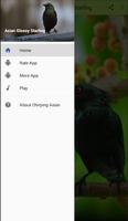 Chirping Asian Glossy Starling syot layar 1