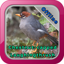 Chestnut-Capped Thrush Chirps APK