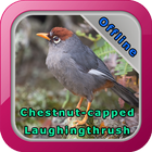 Chestnut-Capped Thrush Chirps icône
