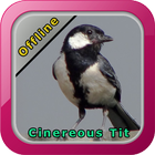 Chirping Cinereous Tit icône