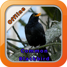 Chirping Blackbird ikona