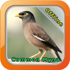 Chirping Common Myna icon