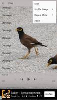 Chirping Common Myna screenshot 3