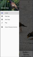 Chirping Common Myna poster