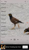 Chirping Common Myna screenshot 1