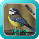 Chirping Eurasian Blue Tit APK